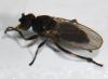 Ischiolepta sp.